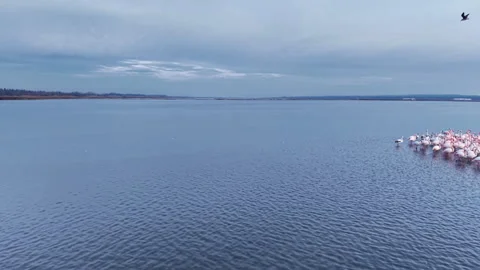 Water shimmering under a cloudy sky with graceful birds gathering at the Video stock 335369742