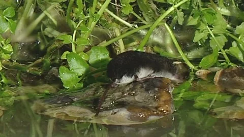 Water Shrew. appears on stone in stream. Neomys fodiens 2435D Stock Footage 131844959