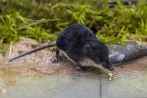 Water shrew river bank Stock Photos