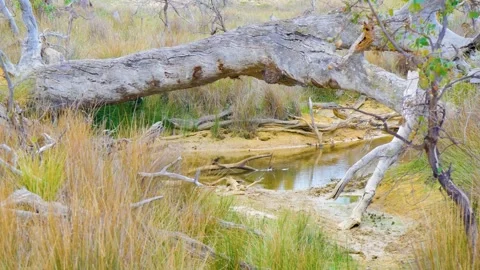 Water side at forest wetlands Stock Footage 346895848