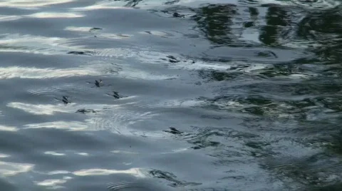 Water skaters in river Stock Footage 119432