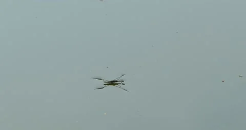 Water skimmer beetles move on the surface of the water of the reservoir. Vídeos de archivo 159081322