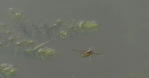Water skimmer beetles move on the surface of the water of the reservoir. Video stock 159081360