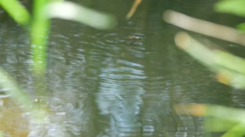 Water Skimmers dance on the surface of a stream. Filmed in 4K UHD. Stock Footage 54262388