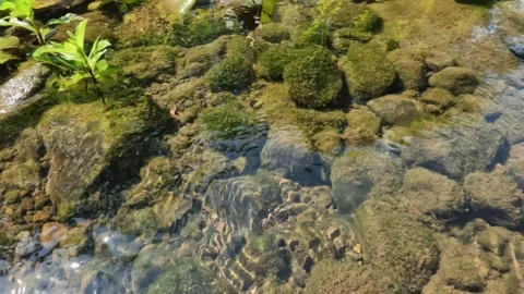 Water slider moves on the surface of a clear mountain river Stock Footage 321322991