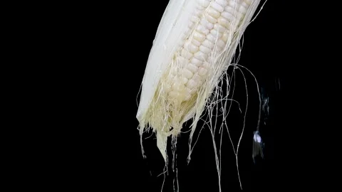 Water slipped off the corn Stock Footage 159735285
