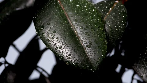 Water slow motion dripping off leaf on an indoor plant Stock Footage 125411754