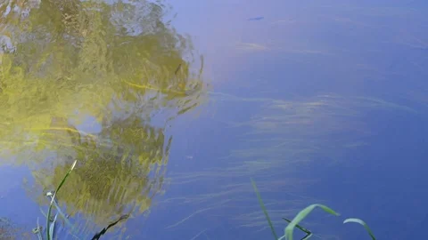 Water with small fish swimming forward against the current Stock Footage 91384531