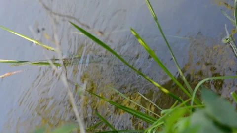 Water with small fish swimming forward against the current Stock Footage 91384560