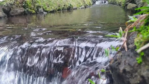 The water of a small river flowing calmly Stock Footage 302245616