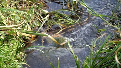 Water in a small stream flows through a stone Video stock 83454571