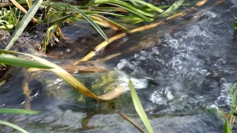 Water in a small stream flows through a stone Stock Footage 83454632