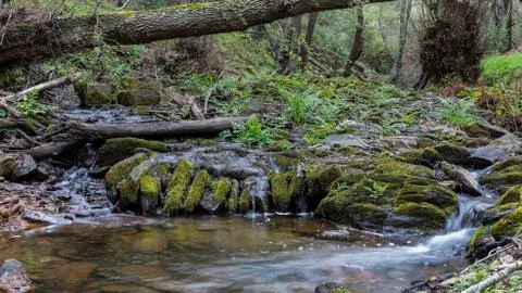 Water from a small stream. Stock Photos