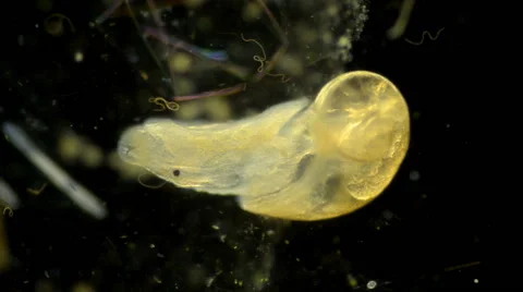 Water snail Vidéo 64826750