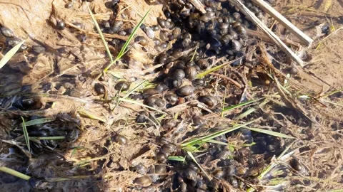 Water snail. Stock Footage 138072496