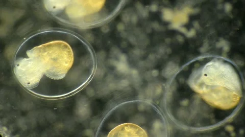 Water snail (Physa sp.) Stock-Footage 64827012