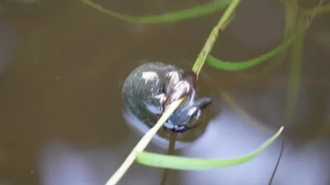 The water snail is pulling itself from the water Stock Footage 314578779