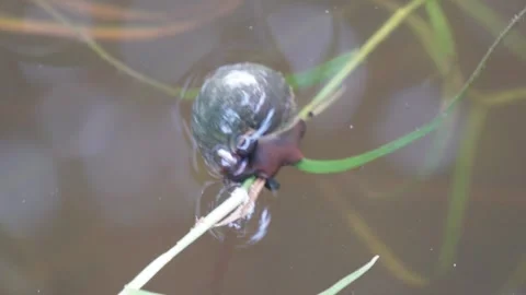 A water snail is resting on a stem of grass in the water Stock Footage 314578778