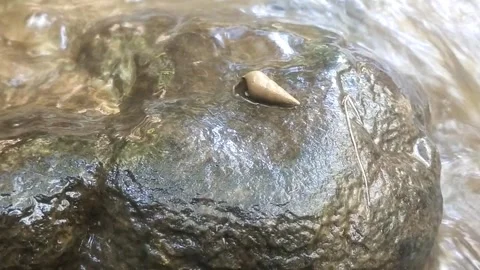 Water snail on river rock Stock-Footage 334663139