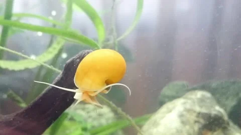 Water snail in slow motion Video stock 46102607