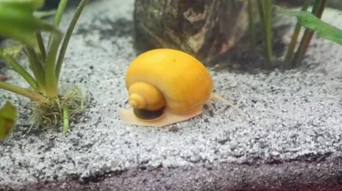 Water snail in slow motion Video stock 46102610