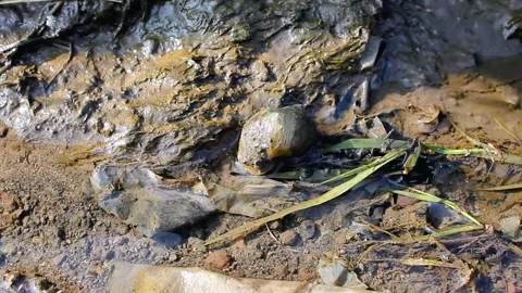 Water snails walk slowly upstream of a small river Stock Footage 281132015