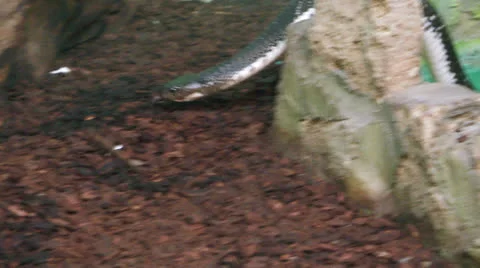 Water snake 02 Stock Footage 25859772