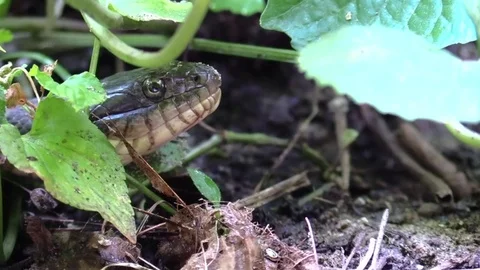 Water snake closeup in forest opens mouth wide Stock Footage 79294621
