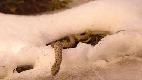 Water snake emerging from hibernation, crawling in the snow. Dice snake. Reptile Stock Footage 181069061