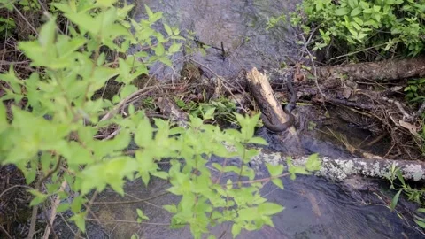 Water snake Stock Footage 296456561