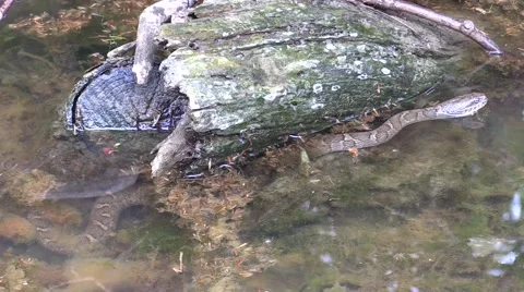 Water snake by log in river Stock Footage 50543937