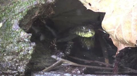 Water snake moving towards camera Stock Footage 66730901