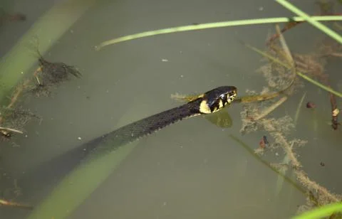 Water snake Stock Photos