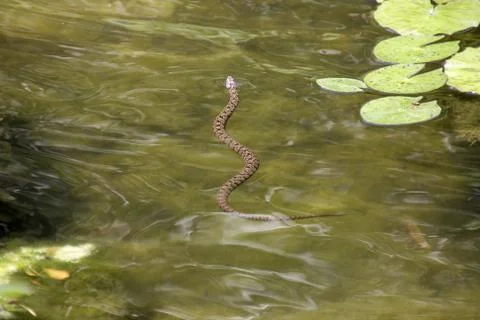 Water snake Stock Photos