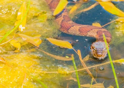 Water snake Stock Photos