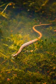 Water Snake Stock Photos