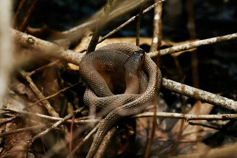 Water snake Stock Photos