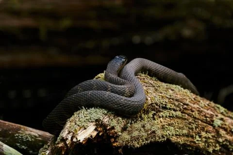 Water snake Stock Photos