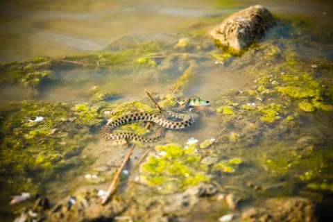 A water snake in the process of eating a fish. Stock Photos