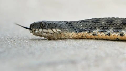 Water snake at the seashore Stock Photos