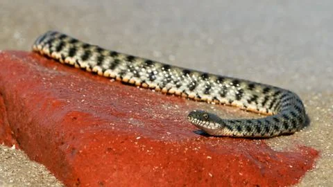 Water snake at the seashore Stock Photos