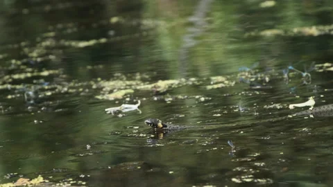 Water Snake Swims through River of Swamp Thickets and Algae. Slow Motion Stock Footage 137280378