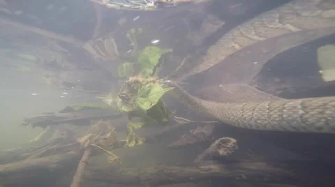 Water snake under water Stock Footage 64792773