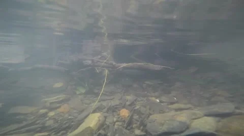 Water snake under water Stock Footage 64793480