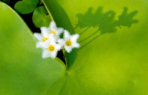 Water snowflake with shadow Foto stock