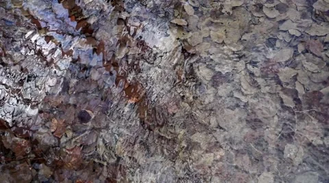 Water source in forest and autumn withered leaves, slow motion Stock Footage 62313342