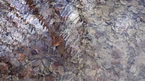 Water source in forest and autumn withered leaves Stock Footage 63086539