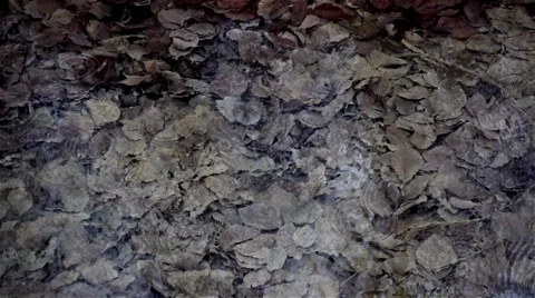 Water source in forest,rain drops  and autumn leaves, slow motion Video stock 63819345