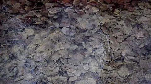 Water source in forest,rain drops  and autumn leaves, slow motion Stock Footage 63819457