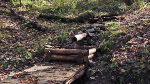 Water source in Green Forest. Pine Trees Fairy Forest. Autumn time Stock Footage 96728966